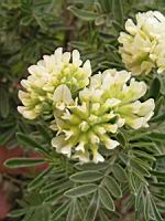 Anthyllis Barba-Jovis (fam Papilionacees) (rg mediterraneennes) (3) (Photo F. Mrugala)